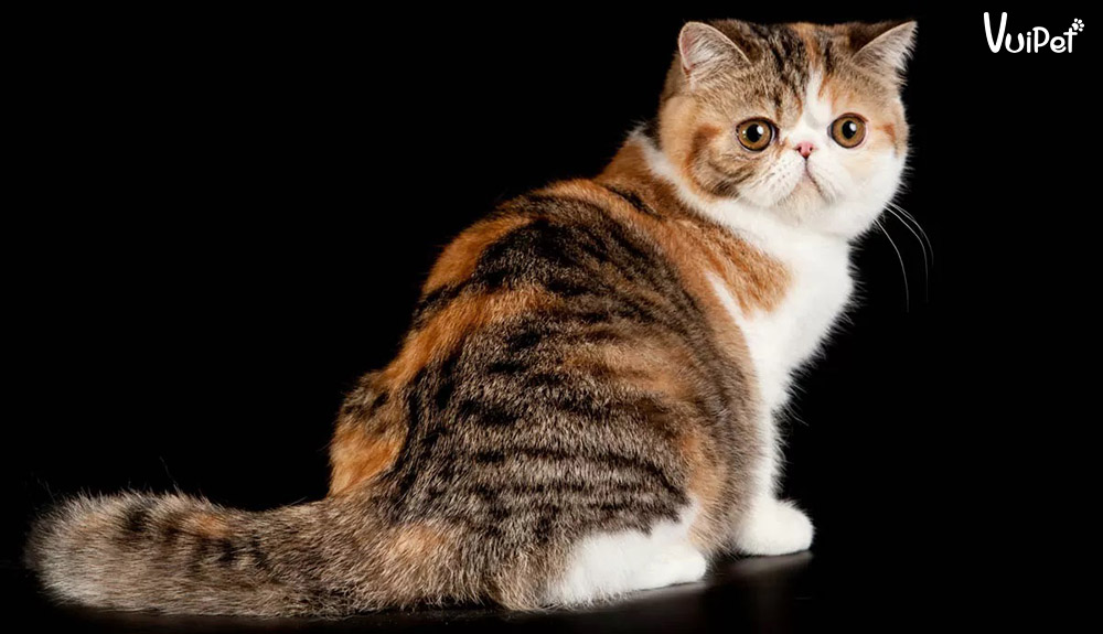 Chi tiết về MÈO EXOTIC - giống mèo Ba Tư lông ngắn, mặt tịt
