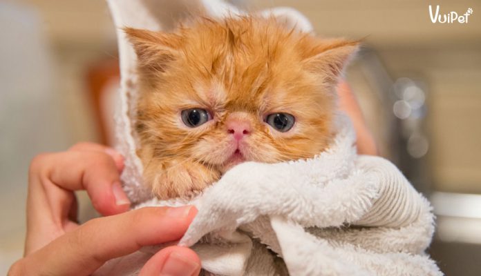 Chi tiết về MÈO EXOTIC - giống mèo Ba Tư lông ngắn, mặt tịt