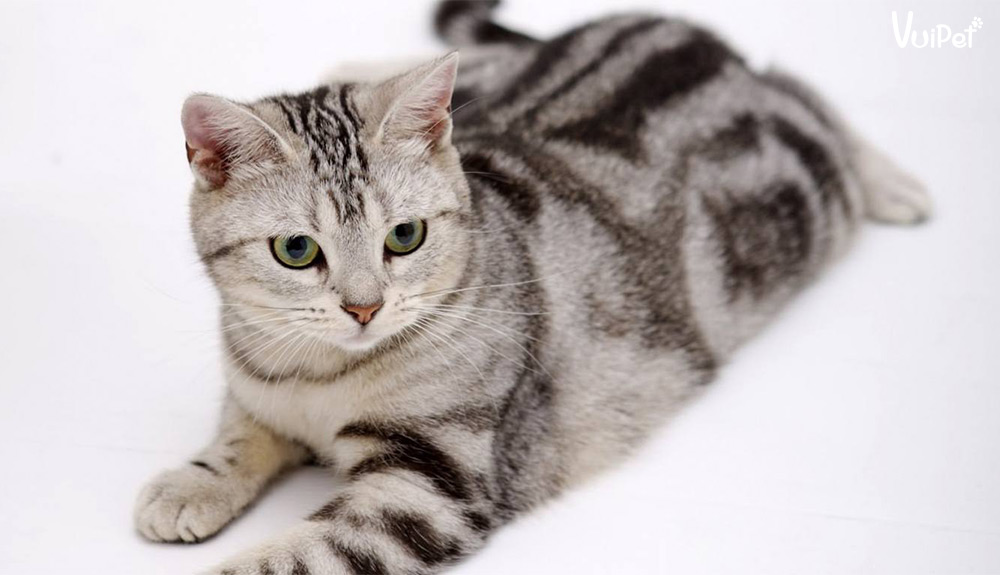 Mèo mướp là gì Khám phá những thông tin thú vị về mèo mướp
