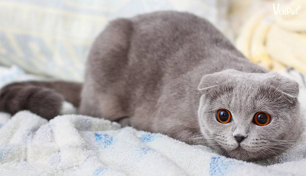 Cách nuôi và chăm sóc Mèo Tai Cụp Scottish Fold chi tiết nhất