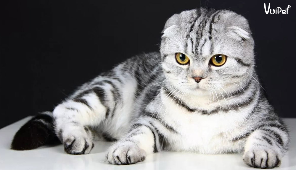Mèo tai cụp Scottish Fold | Đặc điểm chi tiết và Giá mèo tai cụp