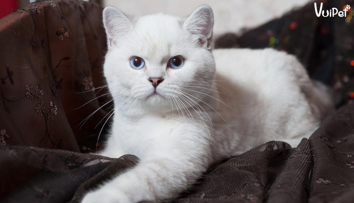 British Shorthair Kittens for Sale - Cats and Kittens for Sale - wide 7