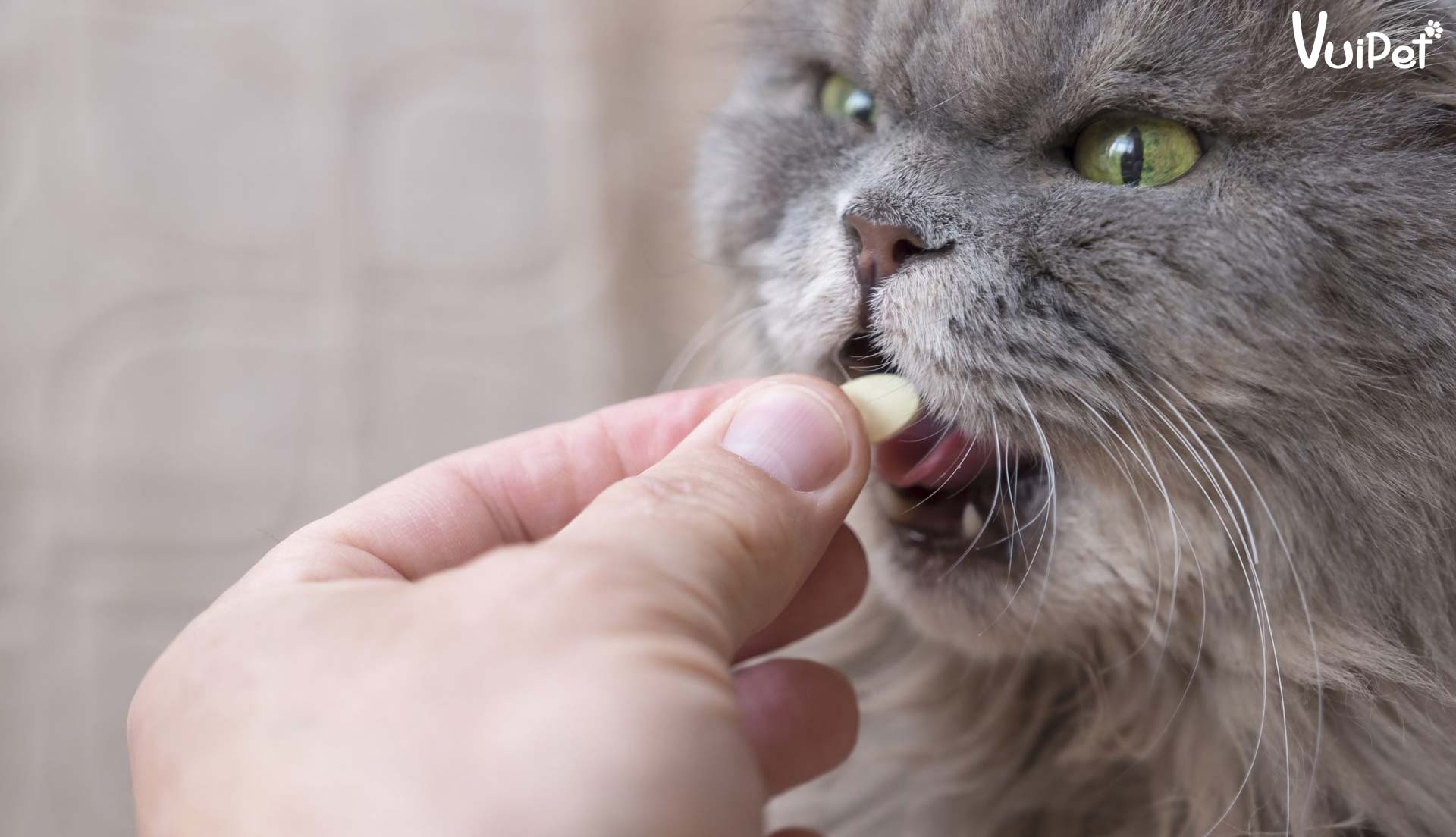 Đừng phí tiền Mua Vitamin Cho Mèo hay Canxi Cho Mèo?