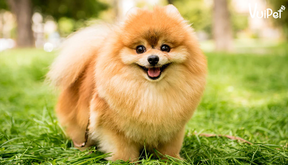 Chó Pom là một loại chó vô cùng thông minh và đáng yêu! Với bộ lông xoăn đặc trưng và khuôn mặt gọn gàng, Pom là một trong những giống chó được yêu thích nhất trên thế giới. Nếu bạn đang tìm kiếm một chú chó tuyệt vời để trở thành thành viên của gia đình, hãy xem hình ảnh đáng yêu này và tìm hiểu thêm về Chó Pom!