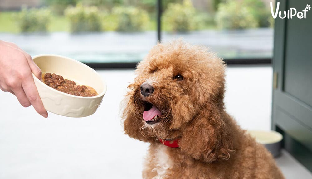 Chó Poodle Ăn Gì? Cách Chọn Thức Ăn Cho Poodle Theo Độ Tuổi