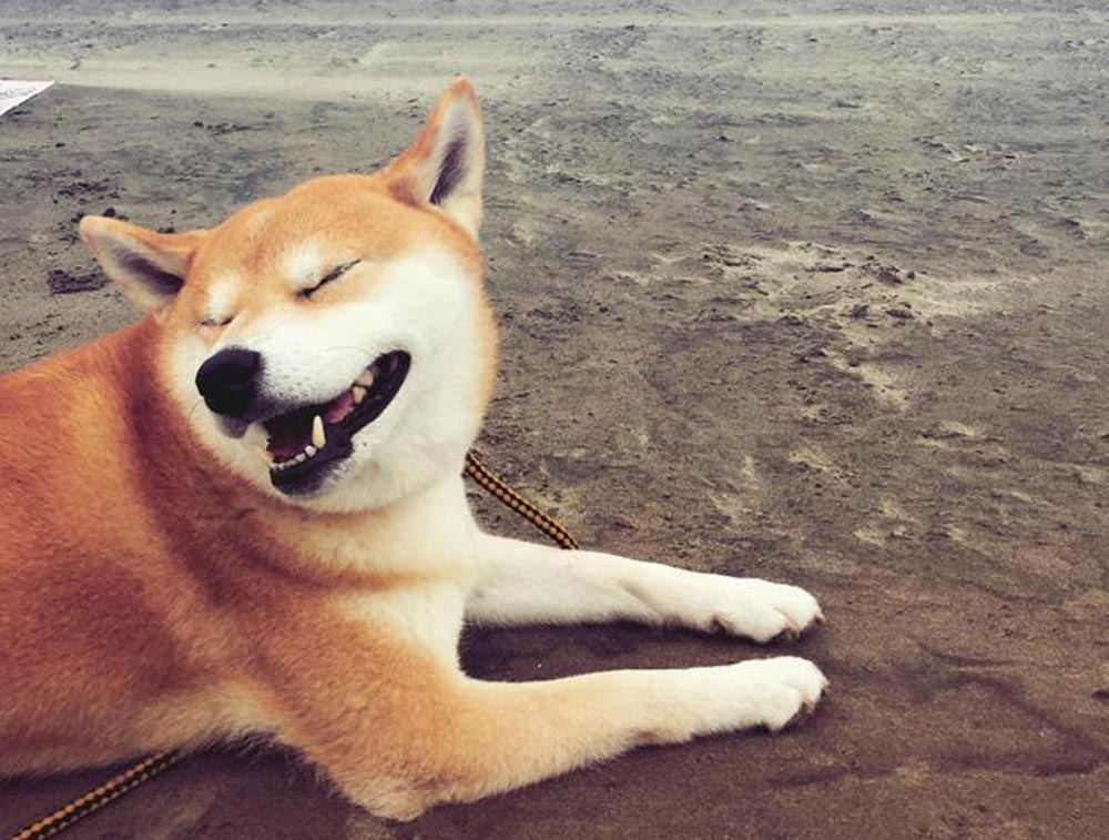 “Gục ngã” với sự cute của 5 chú Chó Shiba Inu nổi tiếng nhất
