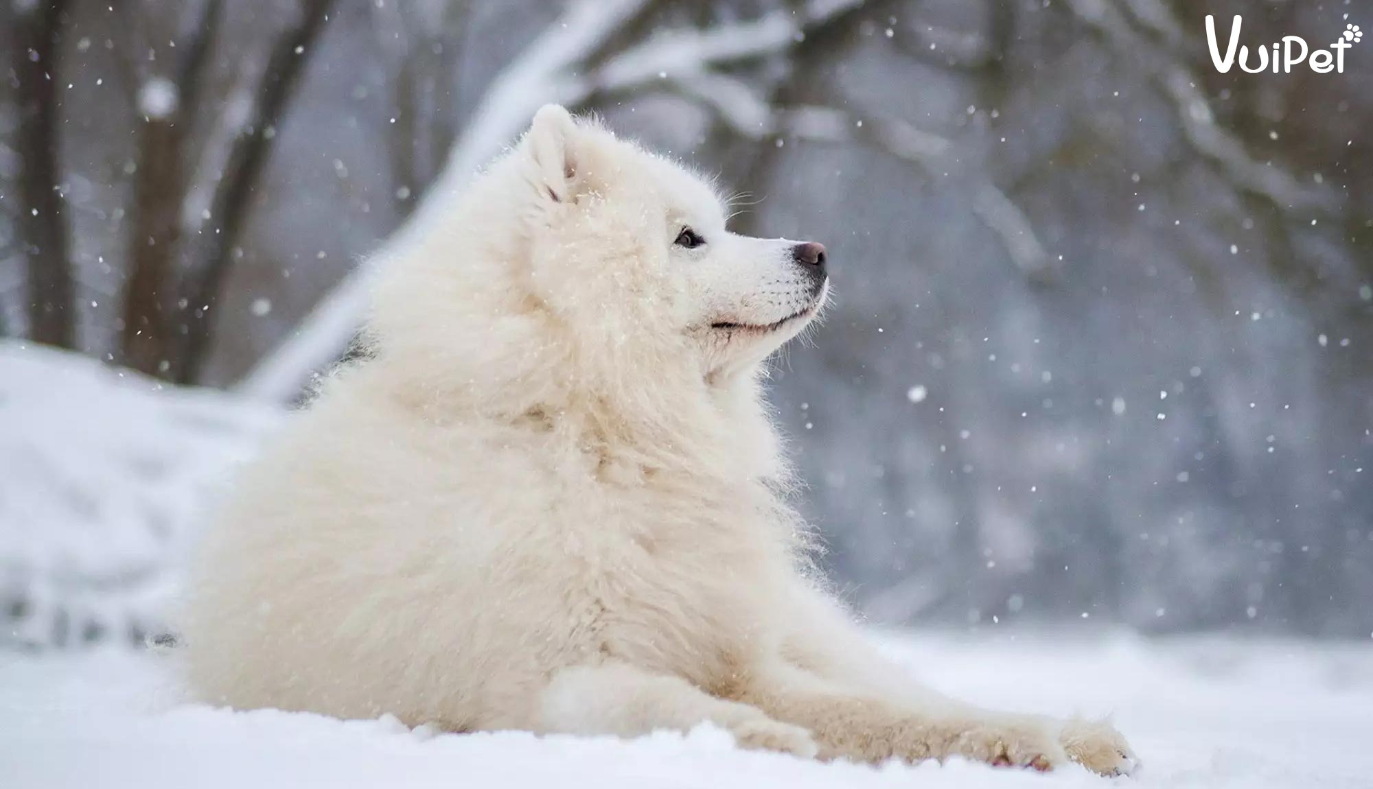 Chó Tuyết là chó gì? Các giống Chó Tuyết đẹp nhất và Giá mua