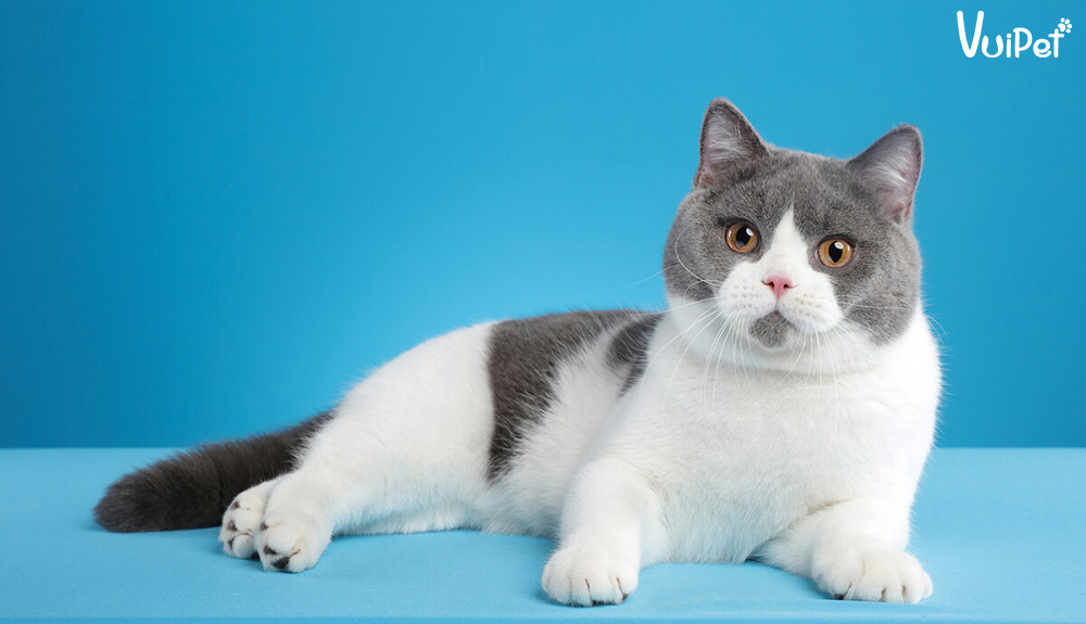 Giải Mã Sức Hút Của Mèo Bicolor - Mèo Anh Lông Ngắn Bicolor