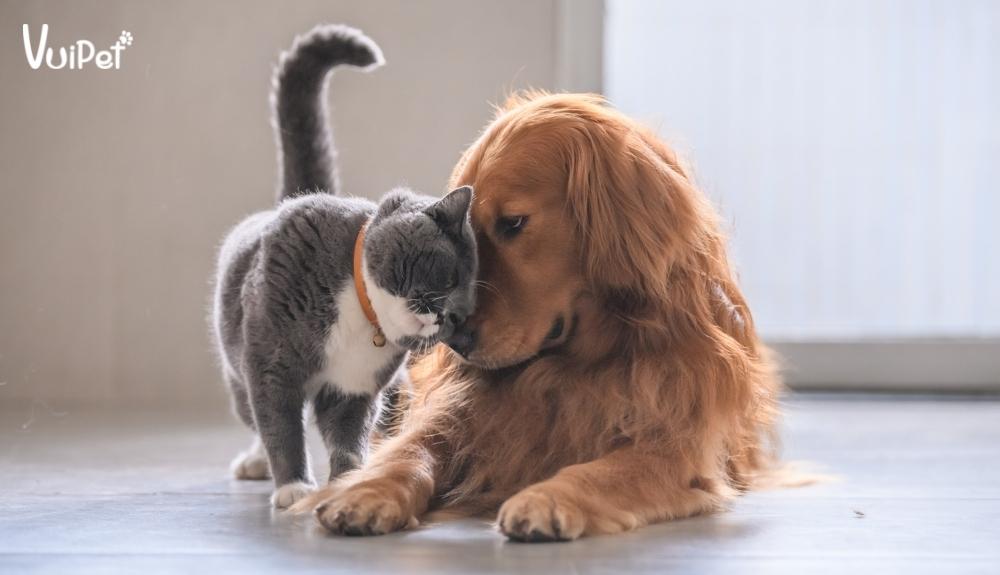 Cho mèo làm quen với vật nuôi khác trong nhà giúp bồi dưỡng tính cách thân thiện