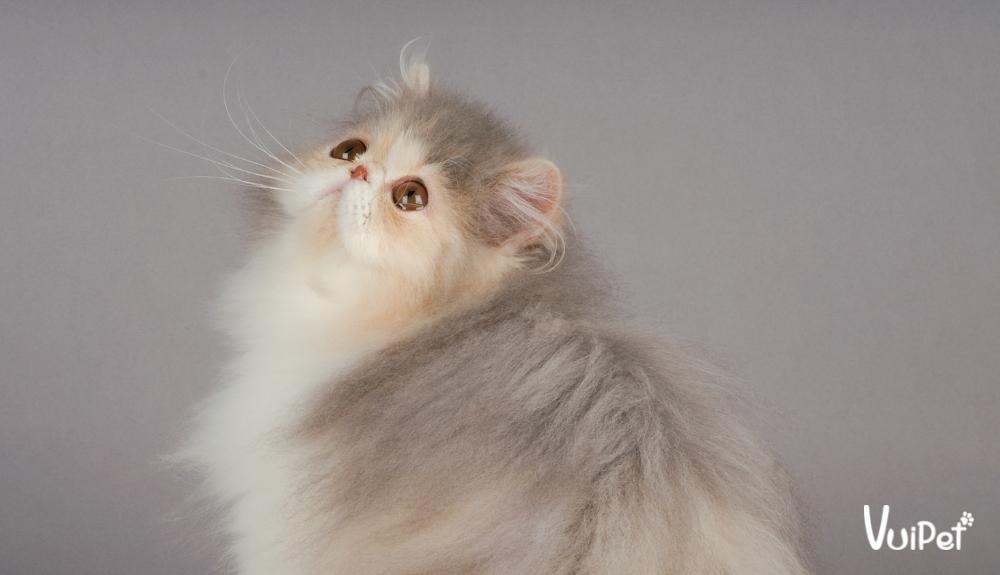 Mèo Ba Tư có khả năng cao bị nhiễm trùng đường hô hấp trên do cấu trúc khuôn mặt