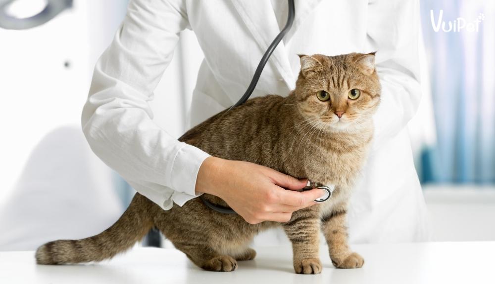 Bác sĩ thú y cho bạn biết phác đồ điều trị bệnh tốt và phù hợp nhất