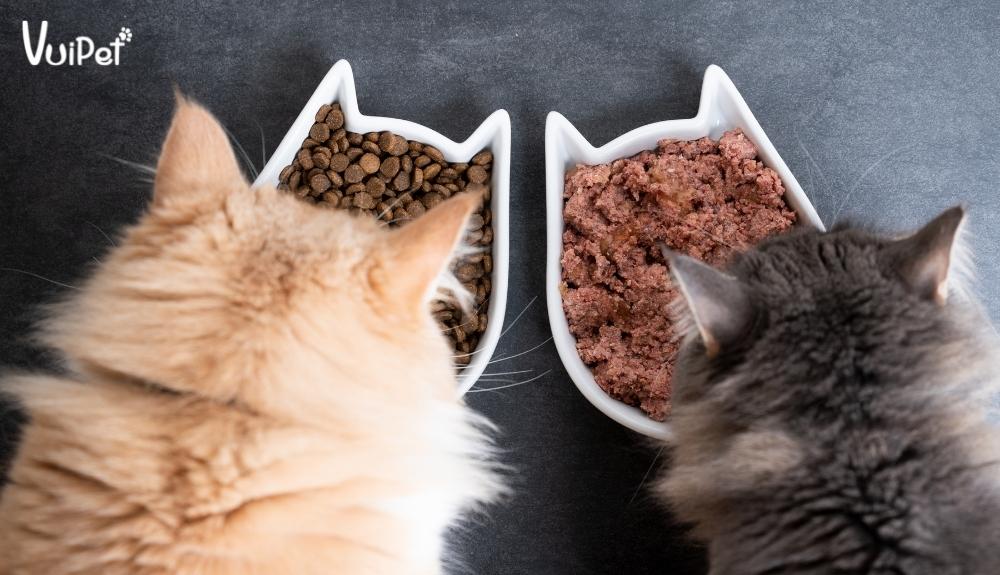 Bổ sung chất xơ và axit béo tự nhiên vào khẩu phần ăn cho mèo