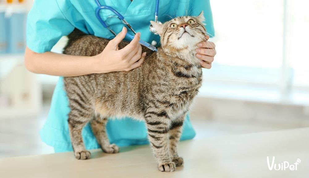 Tiêm vaccine phòng bệnh ngay khi mèo đủ tuổi