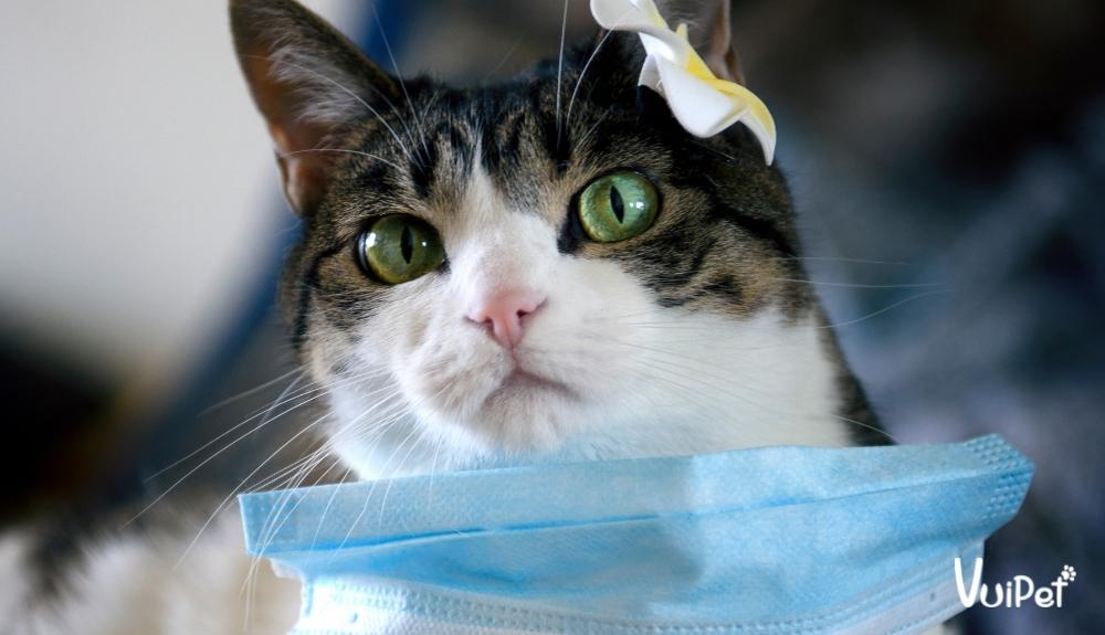 Mèo bị giảm bạch cầu thuờng do nhiễm virus