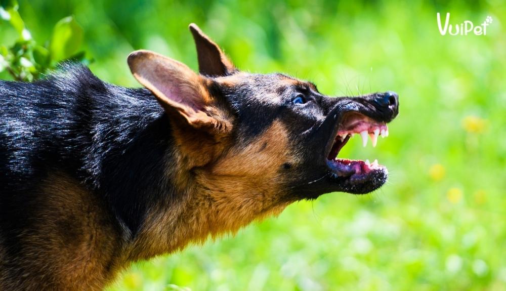 Bệnh dại ở chó có thể gây tử vong không và nguy hiểm đến mức nào?
