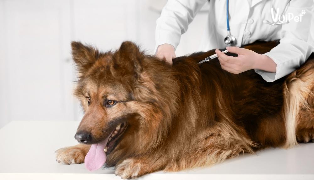 Nếu chó đã bị tiêm vacxin một lần, có cần tiếp tục tiêm thêm không?
