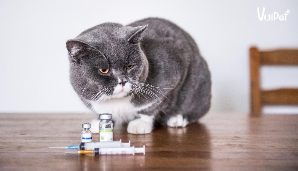Làm thế nào để phòng ngừa bệnh cho mèo?
