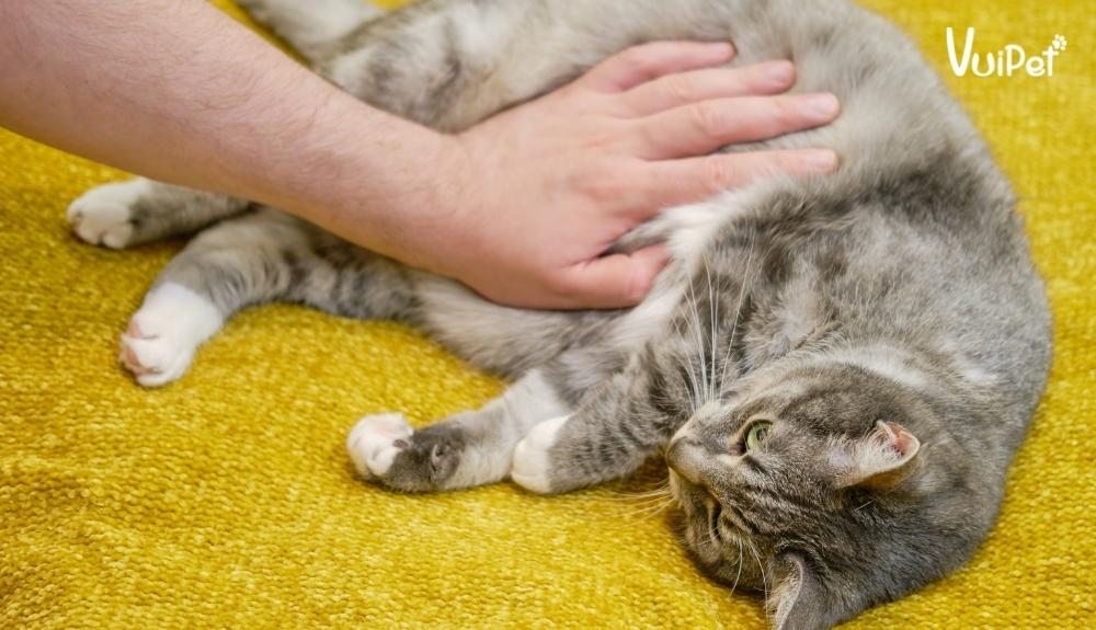 Đừng bỏ lỡ: Mèo Bị Phình Bụng - Các nguyên nhân và kinh nghiệm xử lý