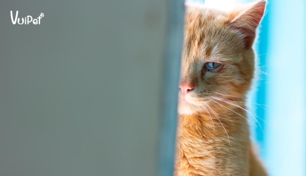 Mèo chảy nước mắt thường xuyên là dấu hiệu bất thường