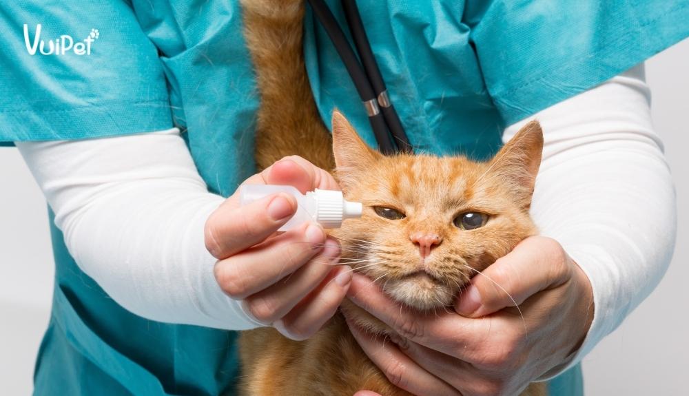 Mèo bị chảy nước mắt nên đến cơ sở thú y để tìm hiểu nguyên nhân