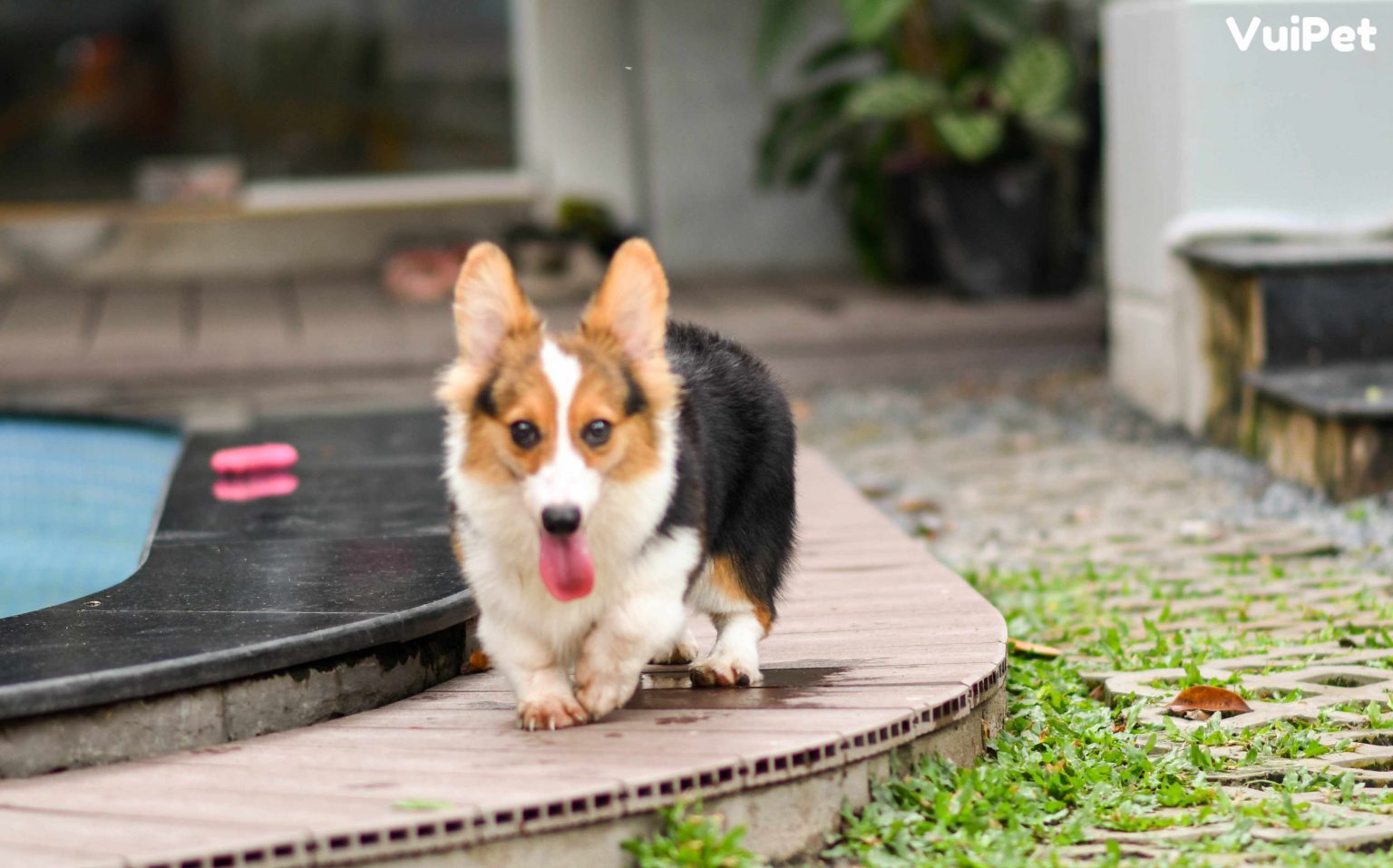 Bé Daisy - Corgi tricorlor