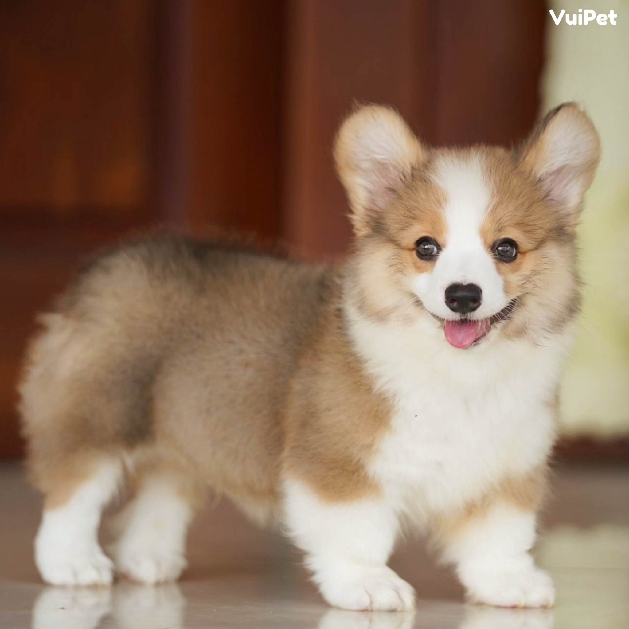 Giá Chó Corgi bao nhiêu? Bảng Giá Chó Corgi chuẩn nhất