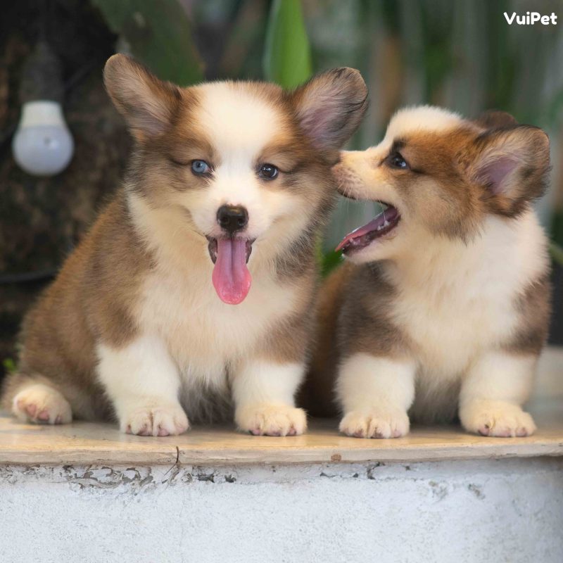 Top 5 Chó Mắt Xanh “đốn tim” bạn từ cái nhìn đầu tiên