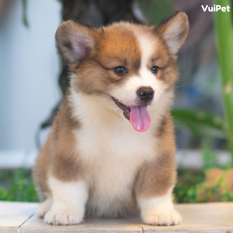 Chó Corgi thuần chủng - Kinh nghiệm nhận biết và Giá cả