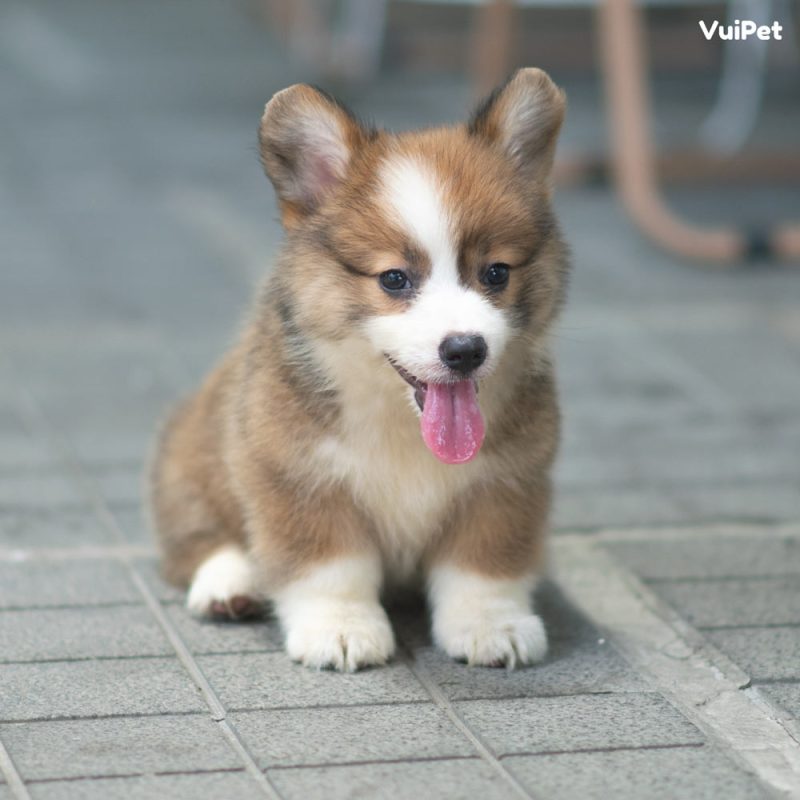 Chó Corgi thuần chủng - Kinh nghiệm nhận biết và Giá cả