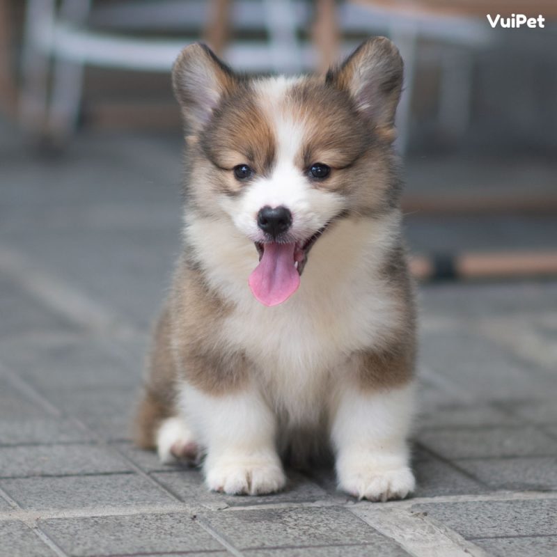 Chó Corgi thuần chủng - Kinh nghiệm nhận biết và Giá cả