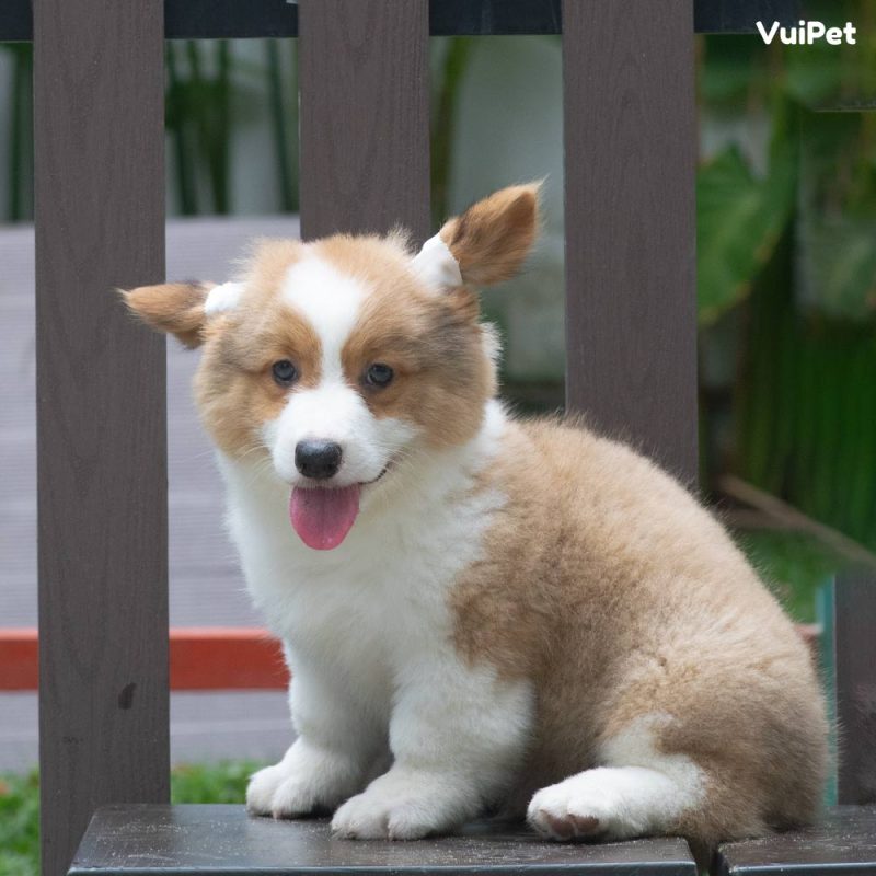 Chó Corgi thuần chủng - Kinh nghiệm nhận biết và Giá cả