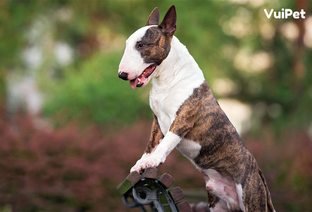 Tất Tần Tật Những Thông Tin Thú Vị Về Chó Sục Bò (Bull Terrier)